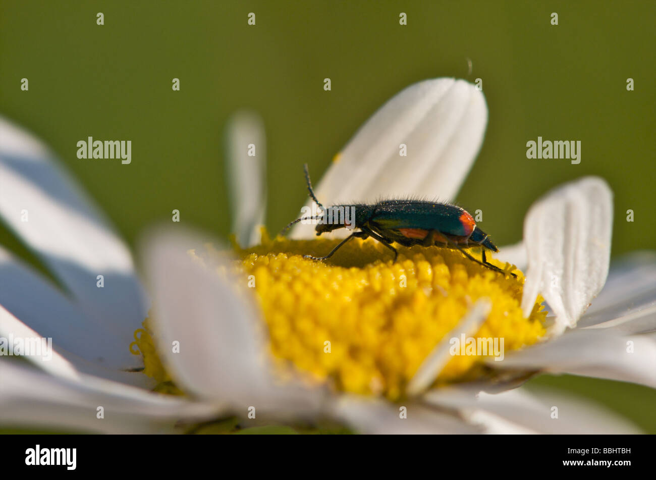A beetle type insect sitting on a wild daisy flower head in the british ...