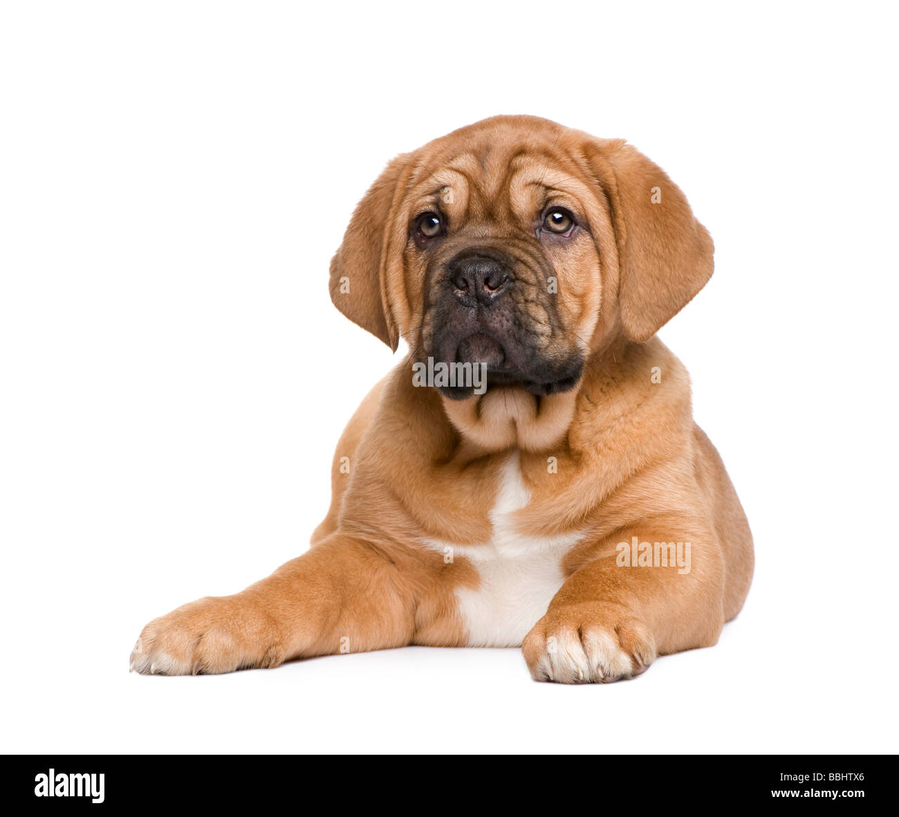 Dogue de Bordeaux puppy 2 months in front of a white background Stock Photo