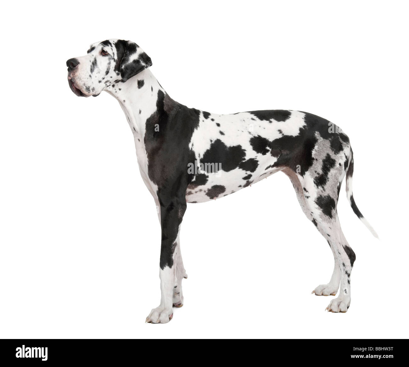 harlequin Great Dane 4 years in front of a white background Stock Photo