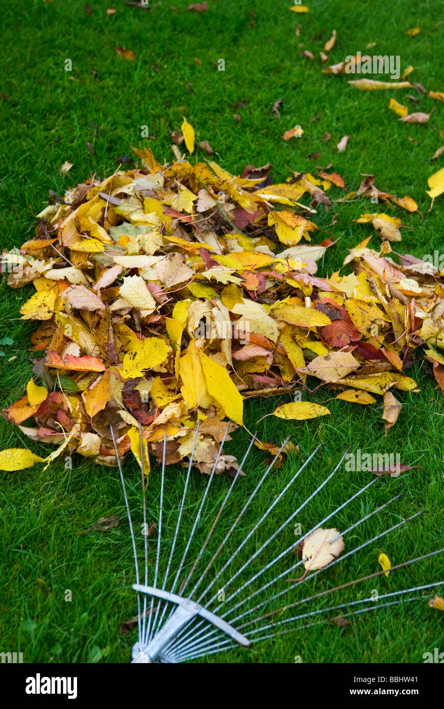 FALLEN LEAVES ON LAWN WITH LAWN RAKE Stock Photo - Alamy