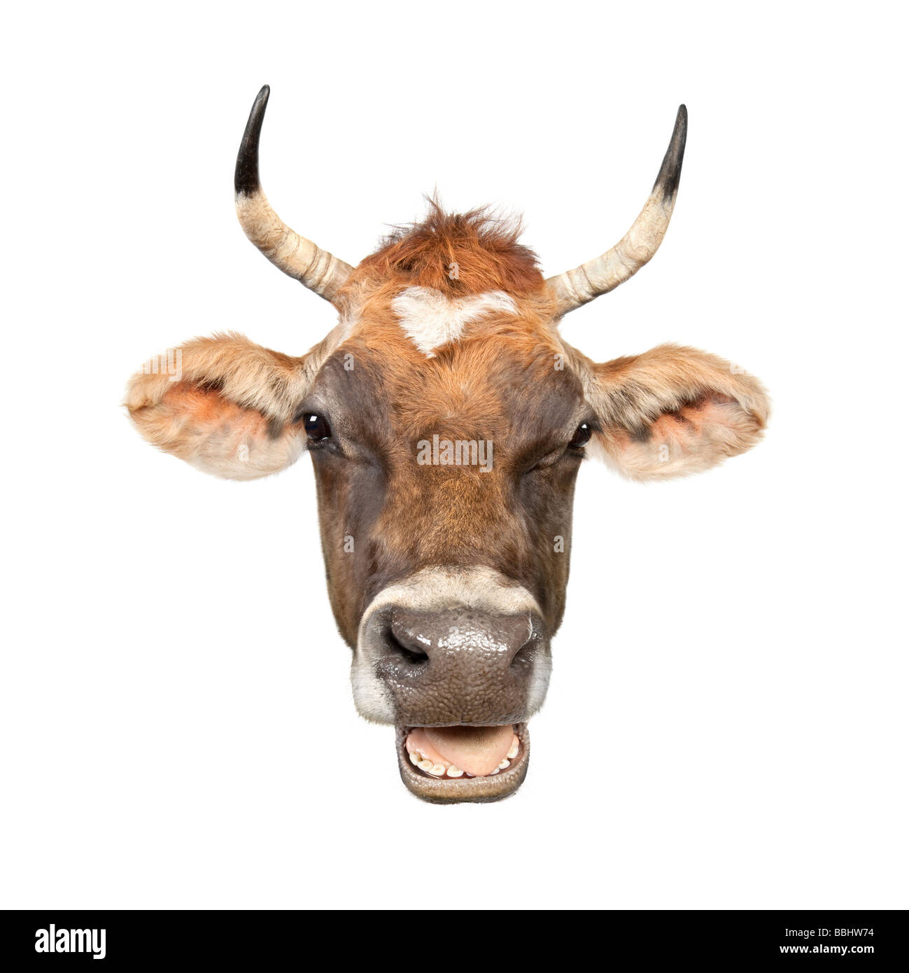 Close up on a head of a brown Jersey cow 10 years old in front of a white background Stock Photo