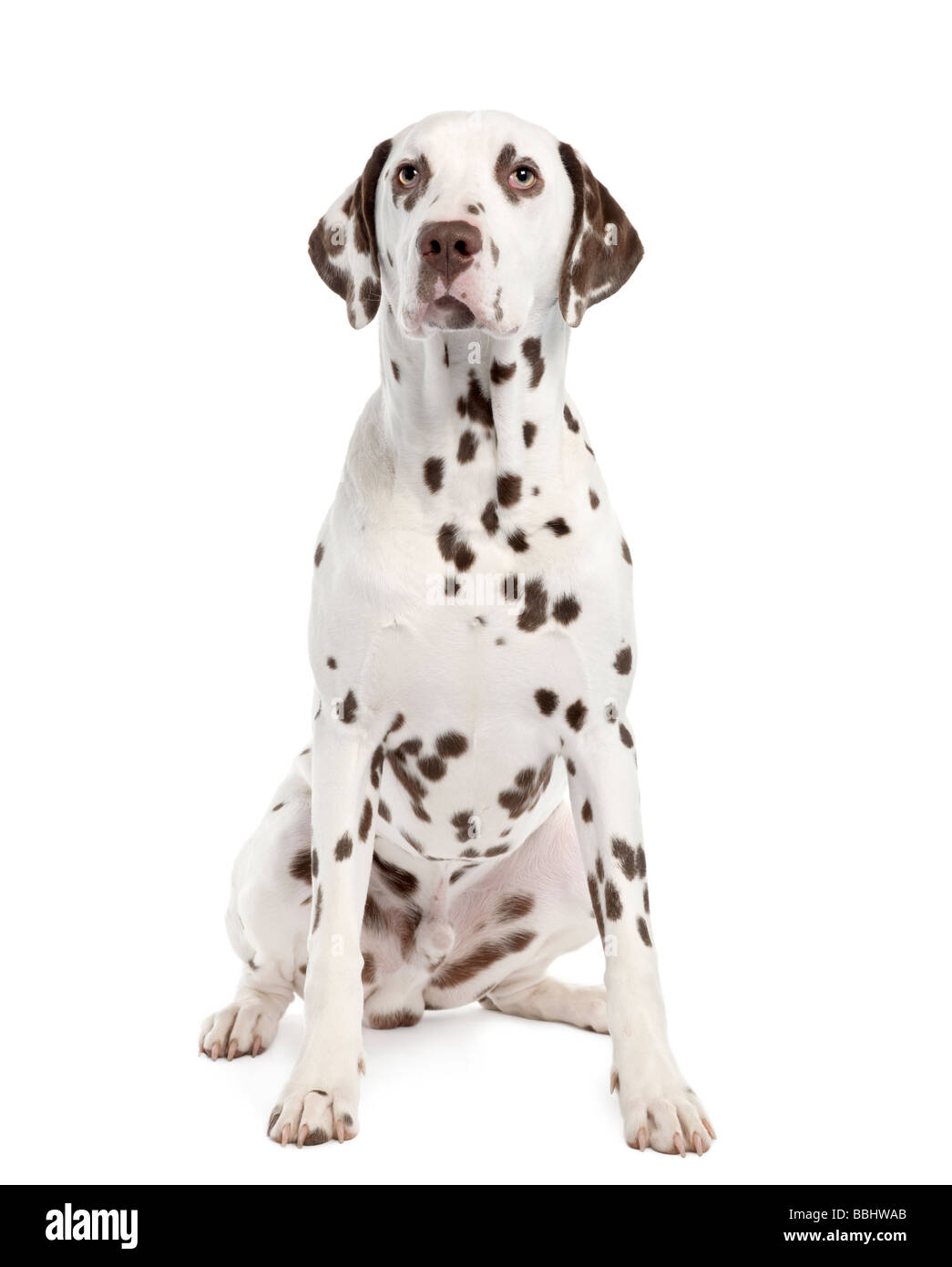 Black and brown dalmatian hi-res stock photography and images - Alamy