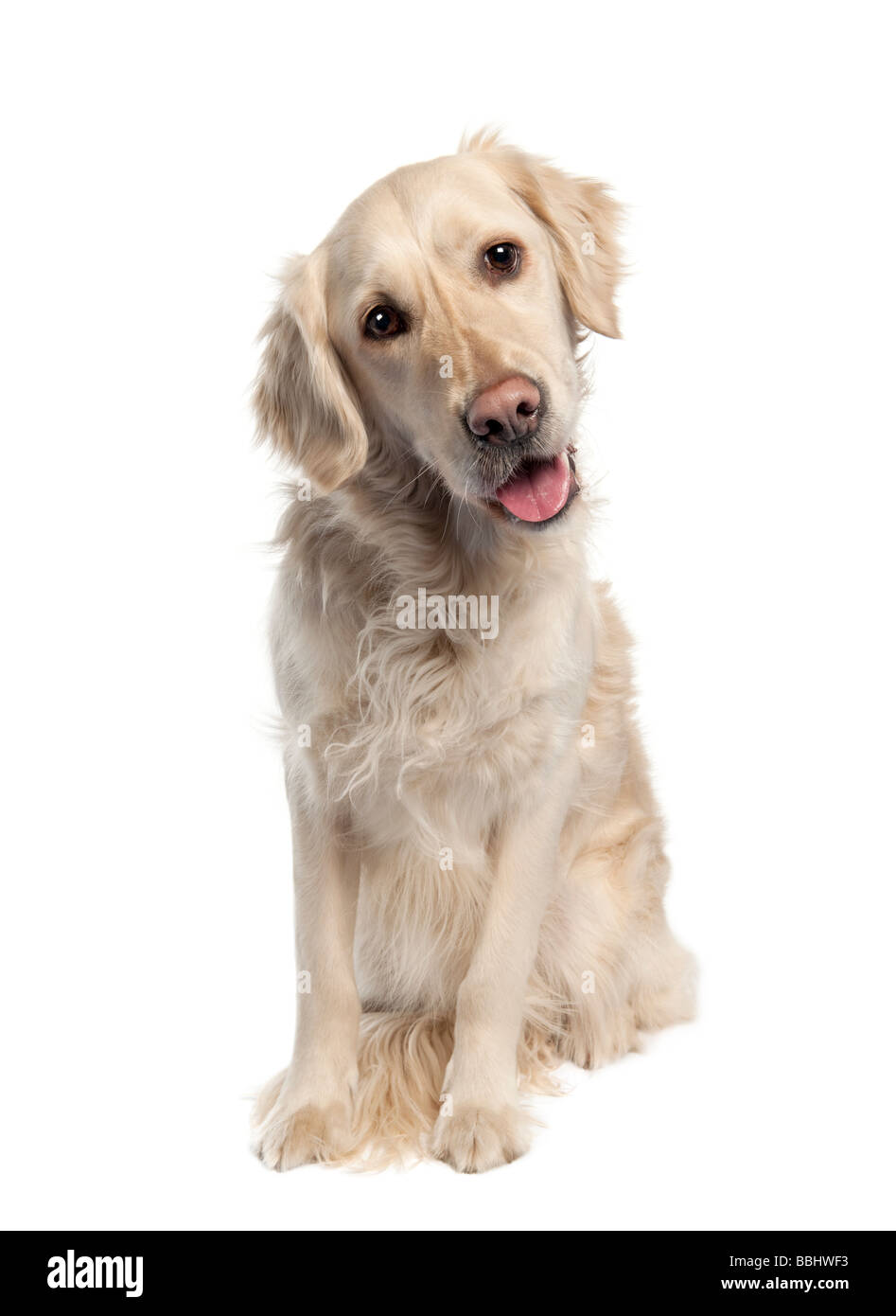 Golden Retriever 5 years old in front of a white background Stock Photo