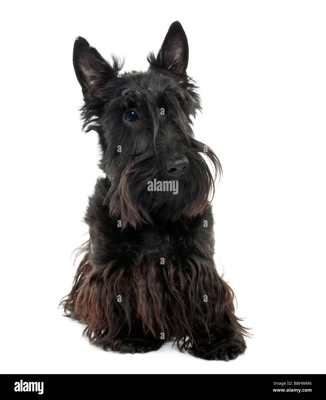 Scottish Terrier 16 months old in front of a white background Stock Photo
