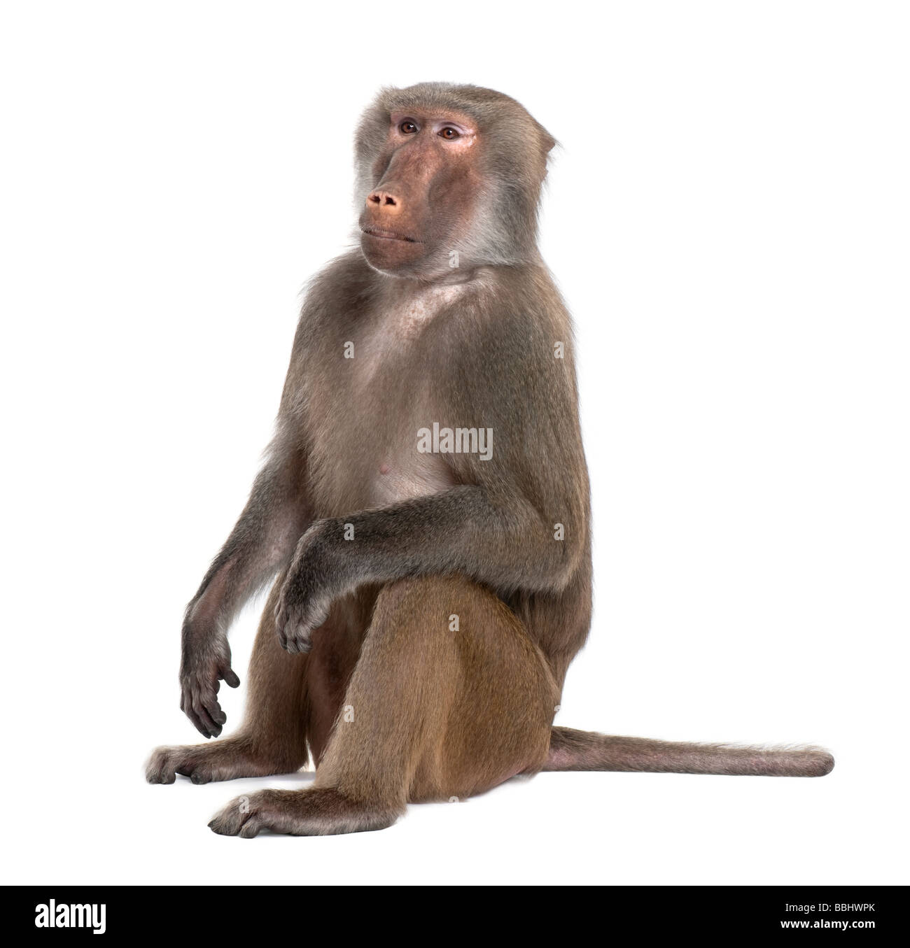 Baboon Simia hamadryas in front of a white background Stock Photo