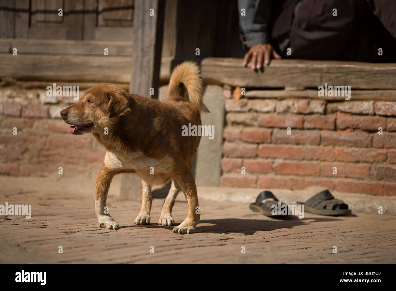 What Causes Puppy Deformities