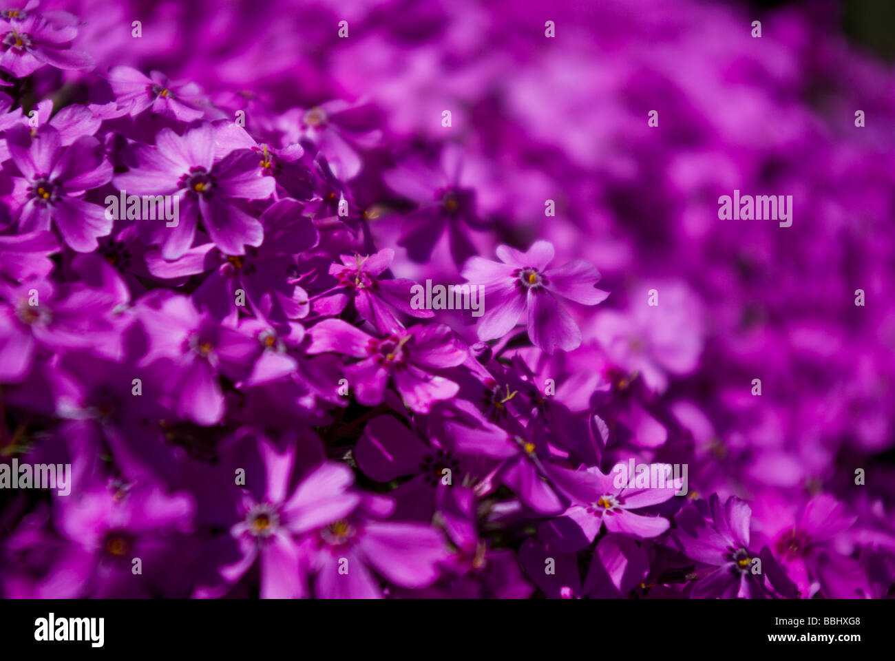 Pink flowers in a spring garden, low depth of field Stock Photo - Alamy