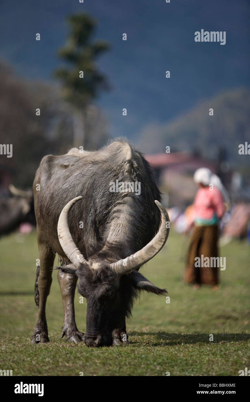 Water buffalo in nepal hires stock photography and images Alamy