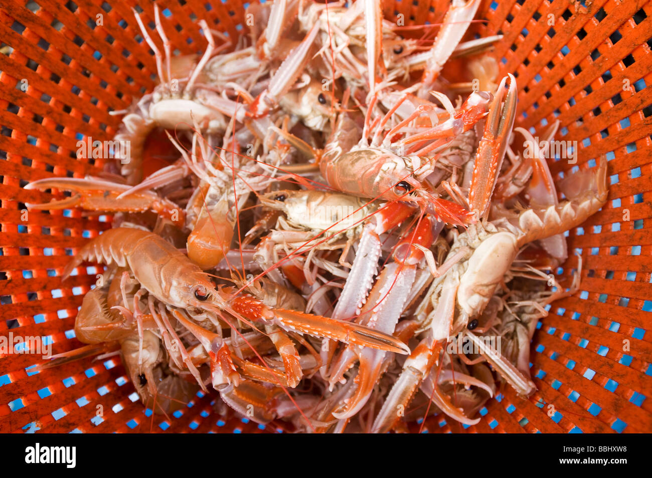 Crayfish fishing by use of pots, a more moderna and nature friendly ...