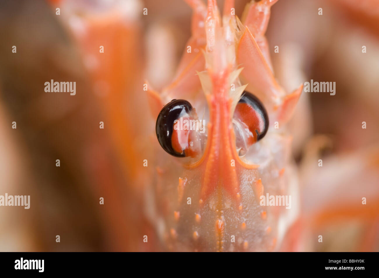 Crayfish cought by use of pots, a more moderna and nature friendly form of fishing than trawling. Sweden Stock Photo