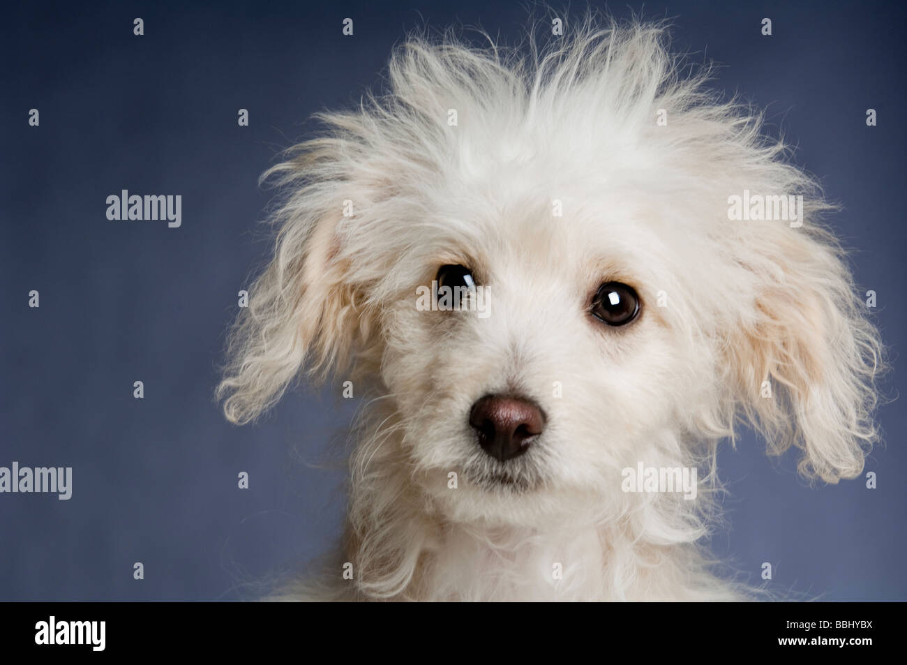 A miniature poodle photographed in studio Stock Photo - Alamy