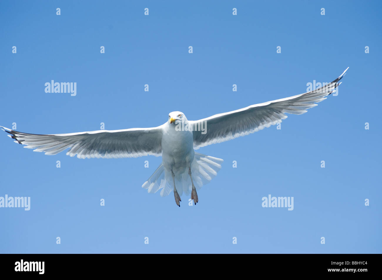 seagull in action Stock Photo