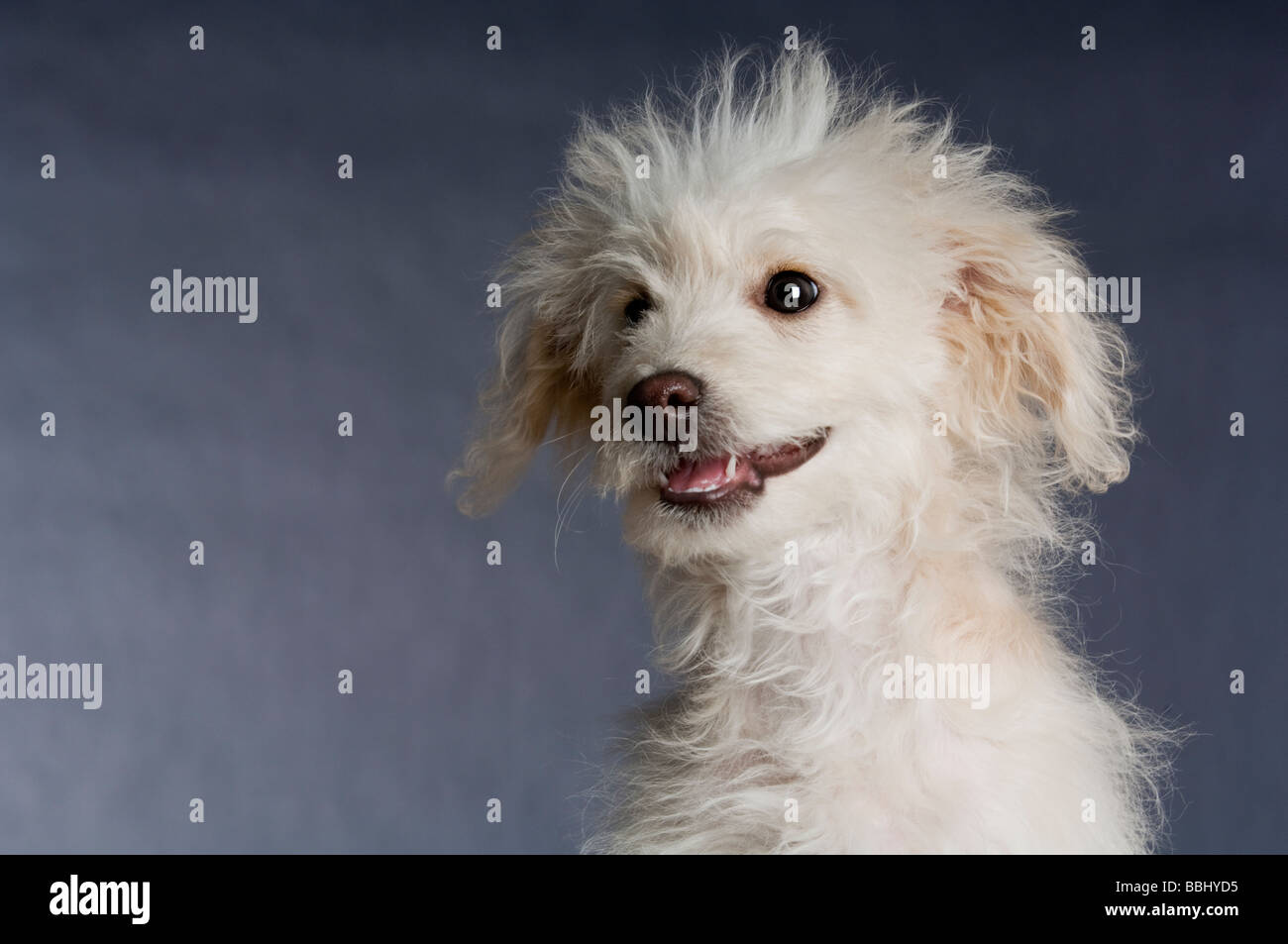A miniature poodle photographed in studio Stock Photo - Alamy
