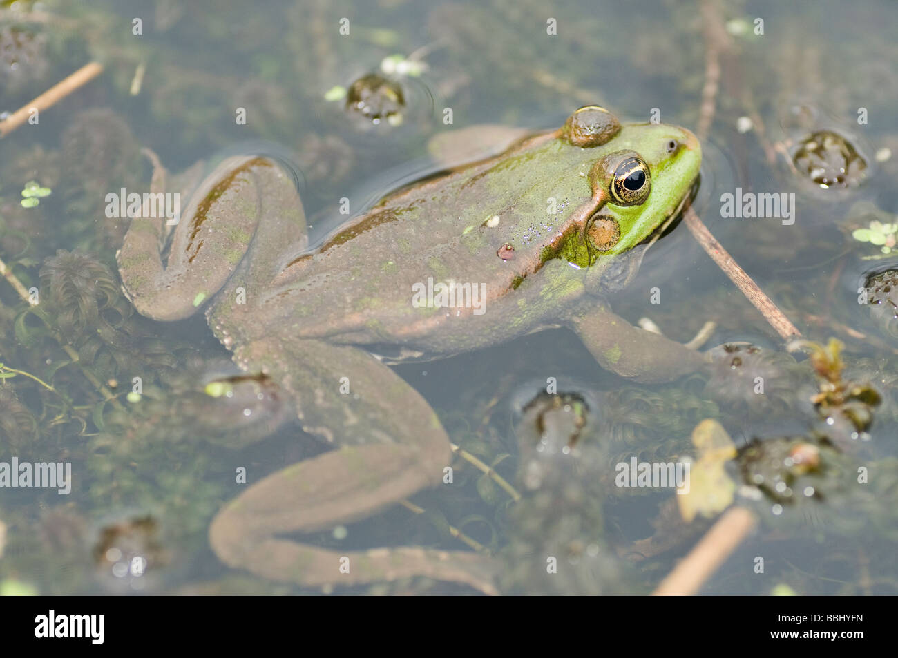 Marsh frog rana ridibunda Stock Photo