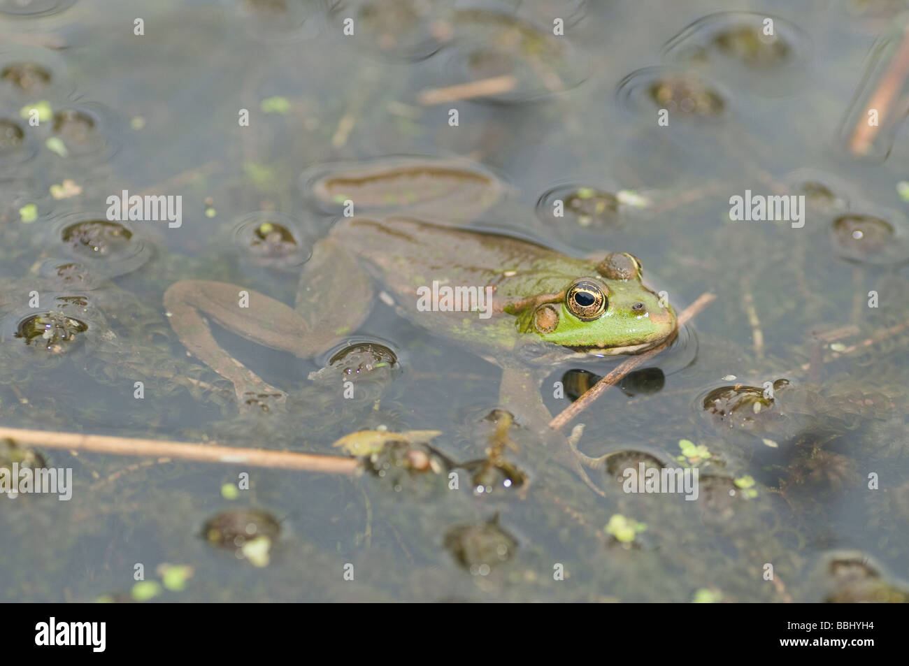 Marsh frog rana ridibunda Stock Photo