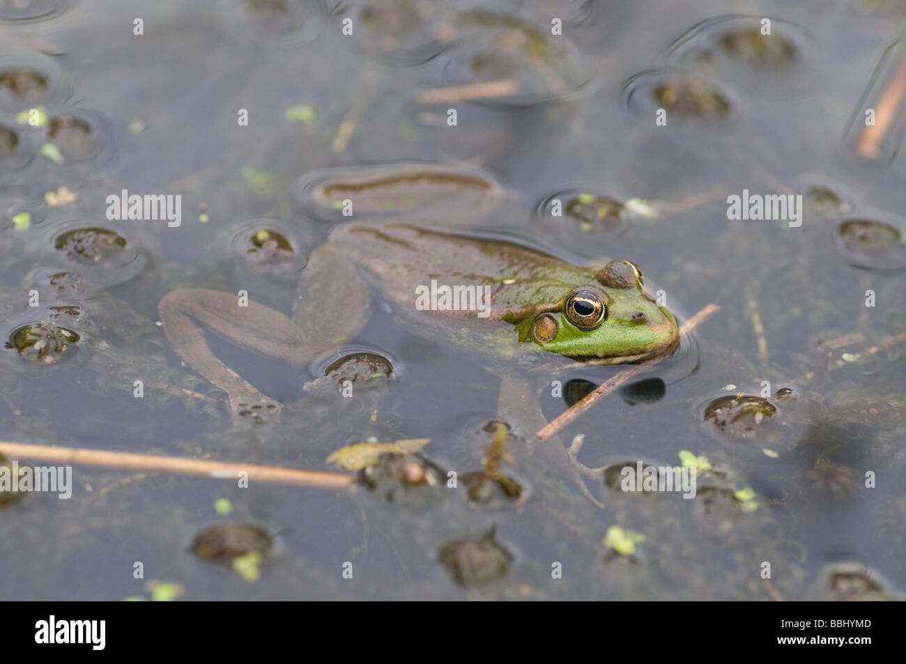 Marsh frog rana ridibunda Stock Photo