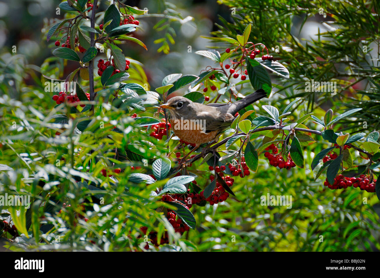 An American Robin bird (Turdus migratorius) perched on a the branch of a cotoneaster tree among red berries. Stock Photo