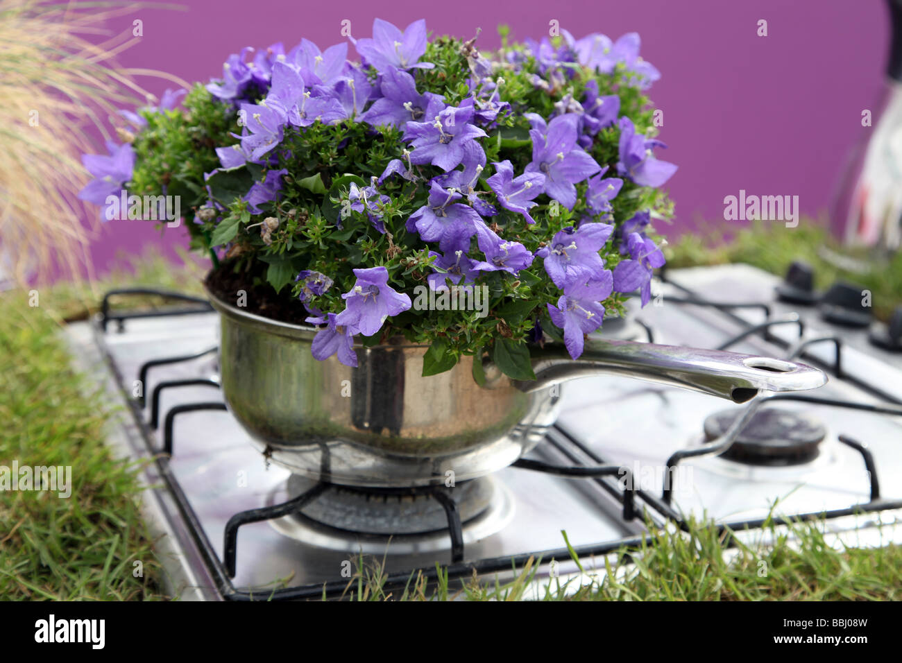Campanula growing in a saucepan display of recycling at Bloom Ireland s premier garden festival Stock Photo