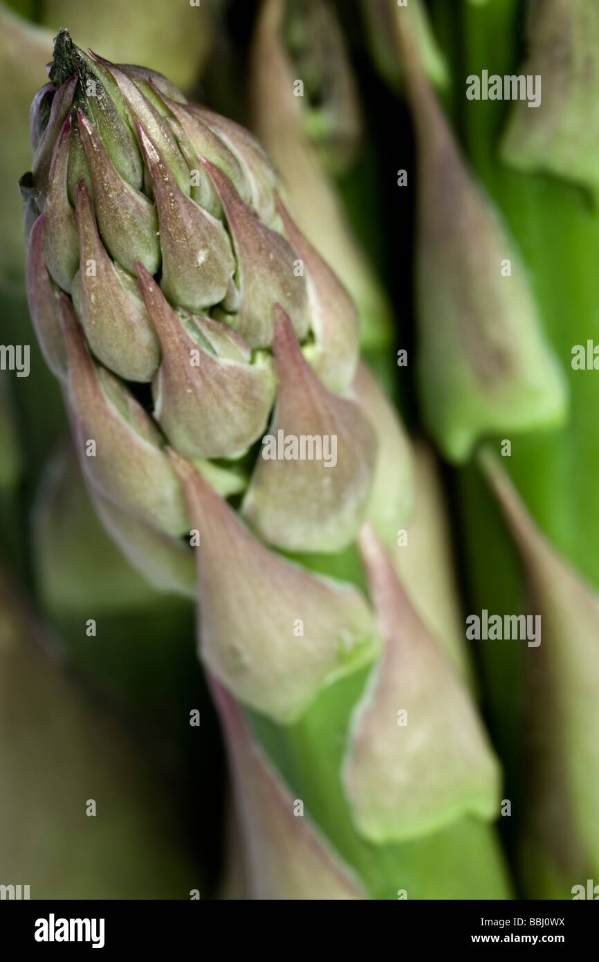 Close up of a large British asparagus spear. Asparagus is rich in folic acid, potassium and