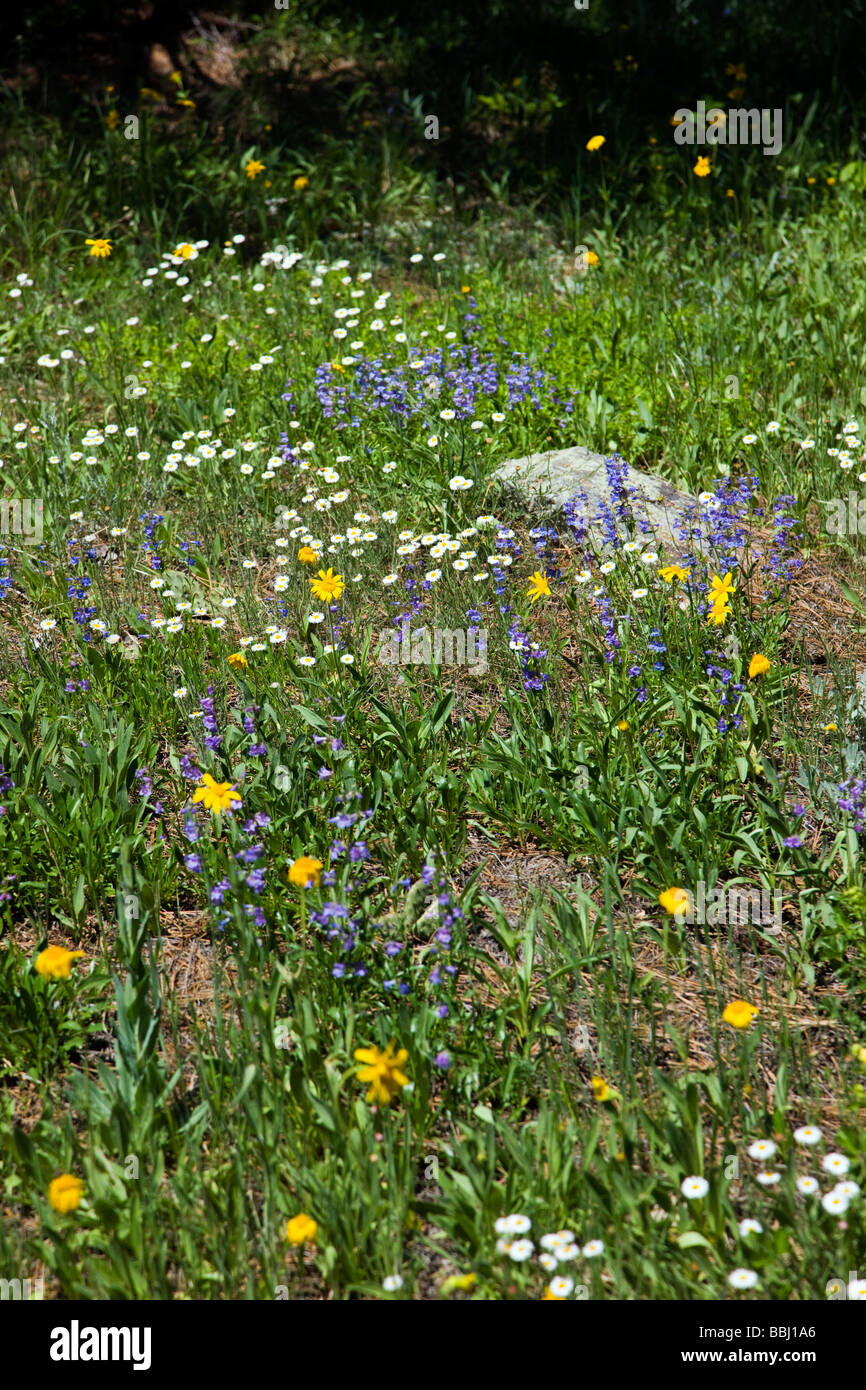 Wildflowers including yellow Arrowleaf Balsamwood Wild Perennial Lupin Lupinus perennis common Daisy Chautauqua Park Colorado US Stock Photo