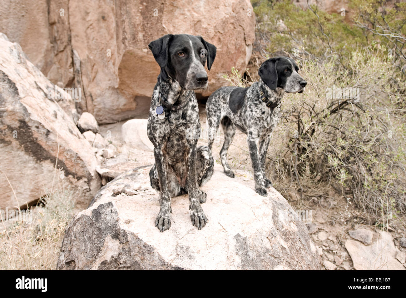 bluetick pointer