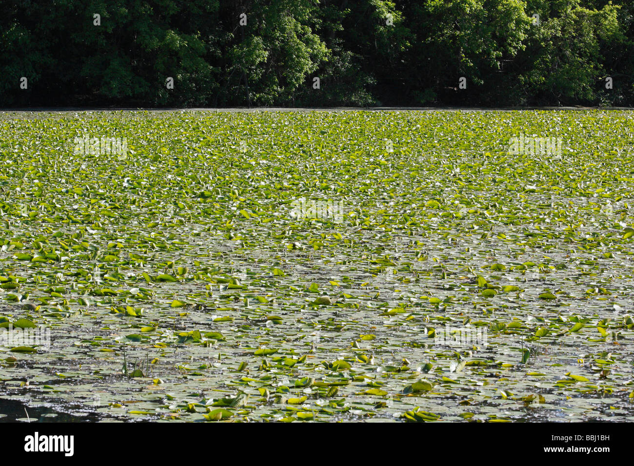 Vegetation hi res hi-res stock photography and images - Alamy