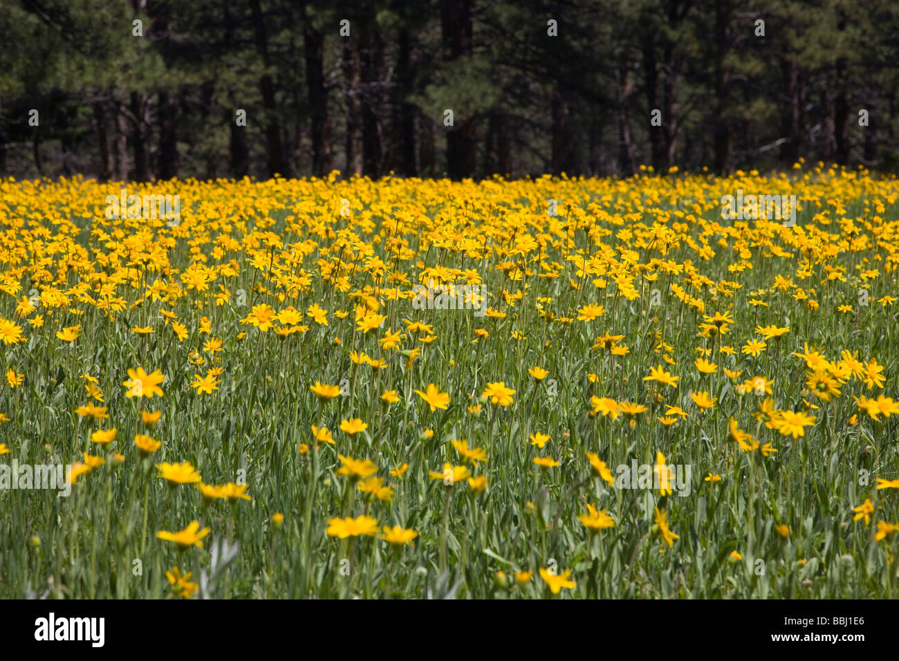 Arrowleaf Balsamwood wildflowers Balsamorhiza sagittata in Chautauqua Park Boulder Colorado USA Stock Photo