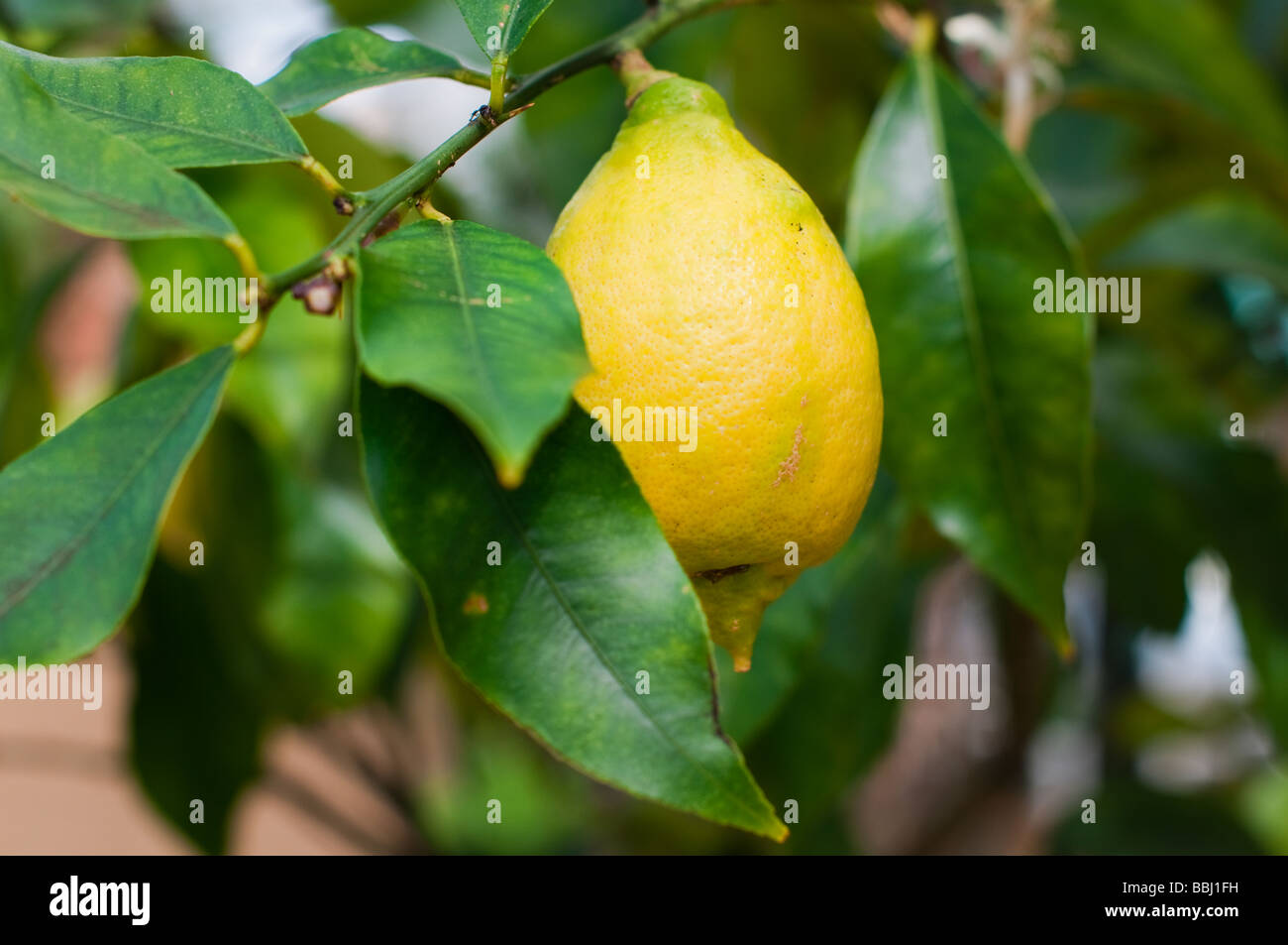 Close up of a single lemon fruit Citrus Limon on the branch Stock Photo
