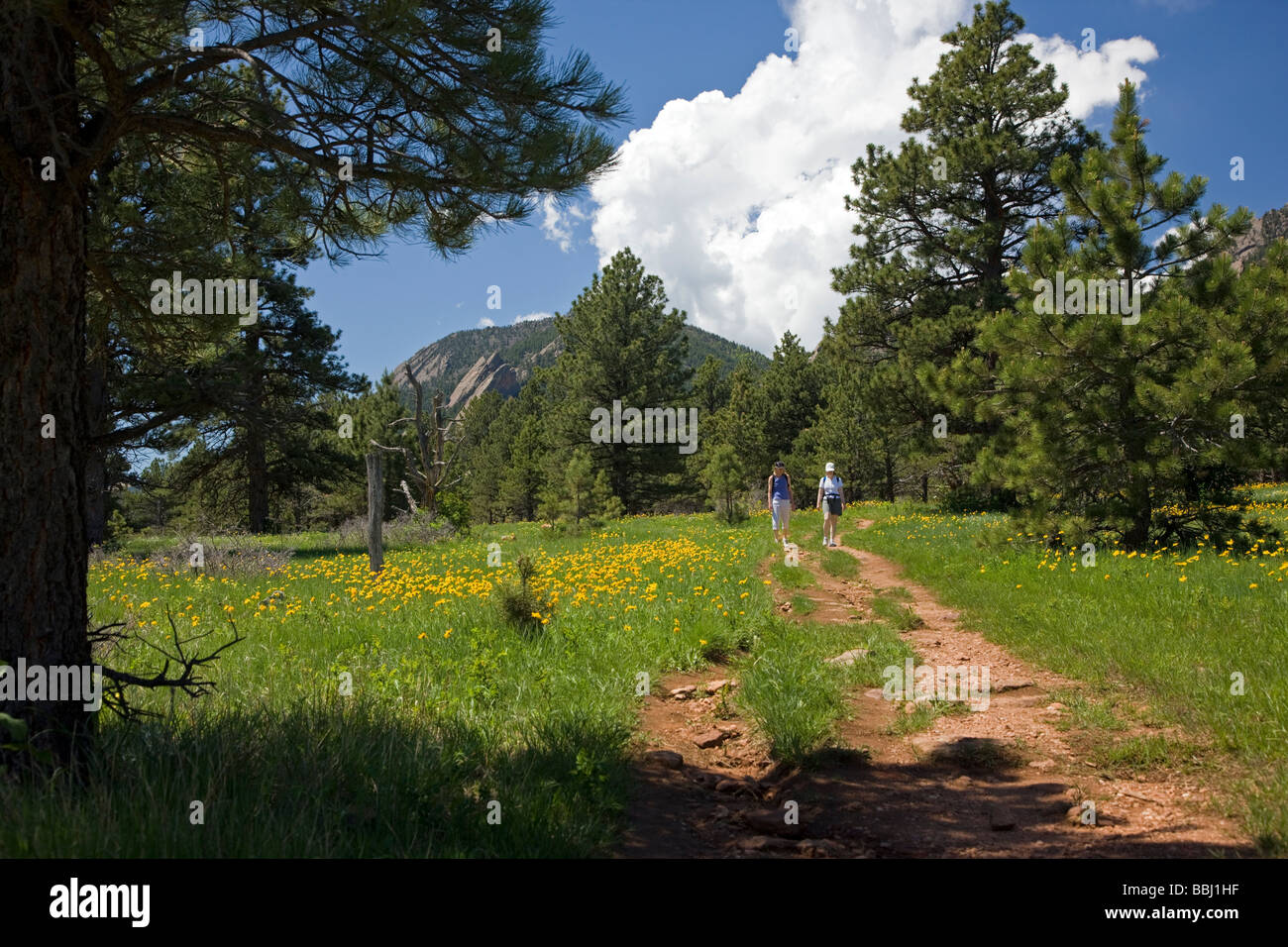 Two female visitors hike the trails among the Arrowleaf Balsamwood wildflowers in Chautauqua Park Boulder Colorado USA Stock Photo