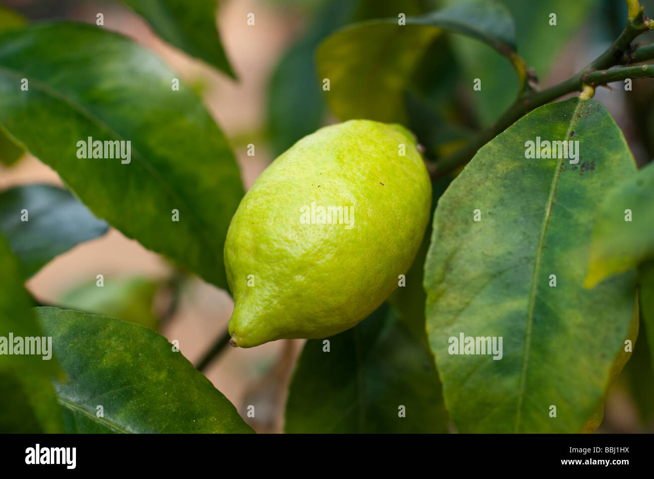 Organic lemon Citrus Limon in the process of ripening Stock Photo