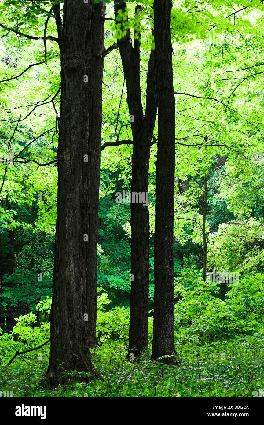 Rice lake state park hires stock photography and images Alamy