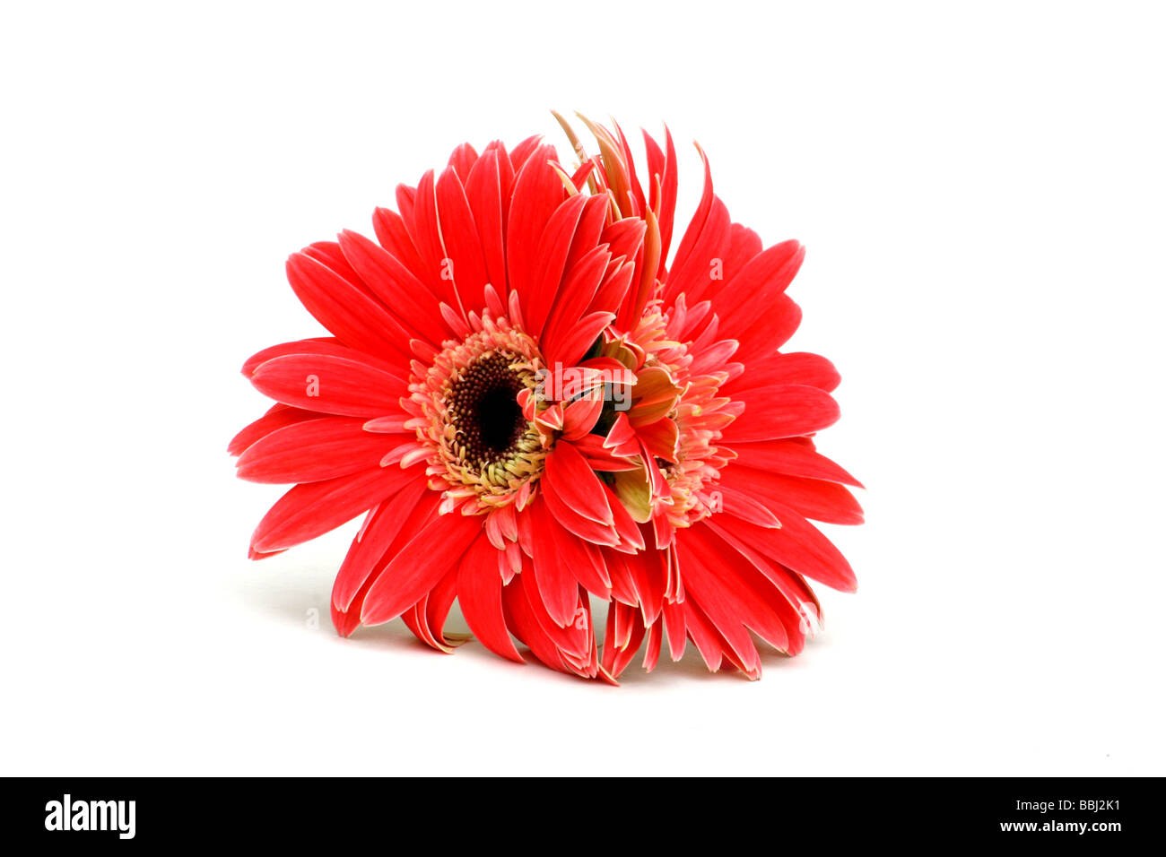 Pink Gerbera on white background Stock Photo Alamy