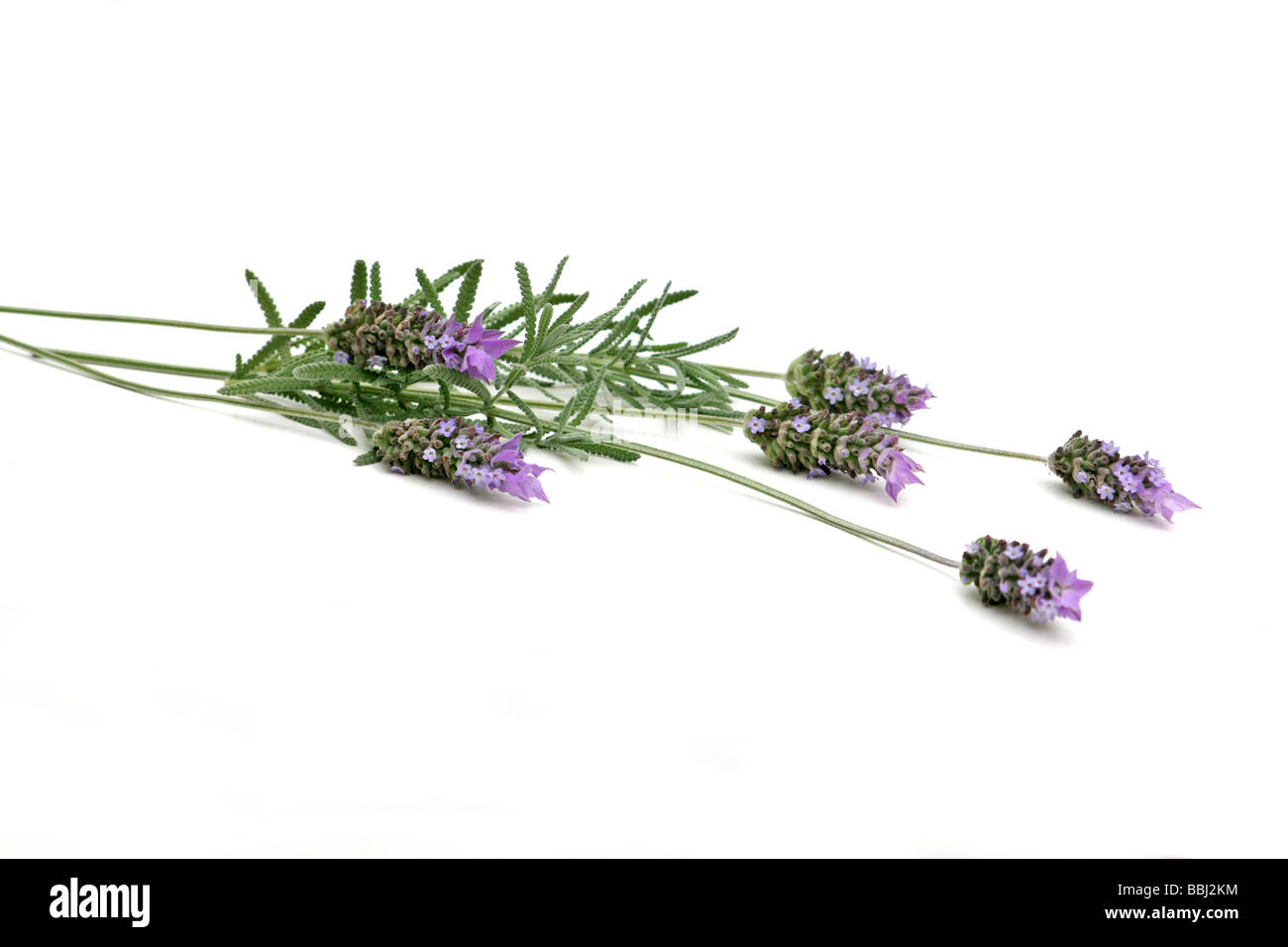 Lavender sprigs on white background Stock Photo - Alamy