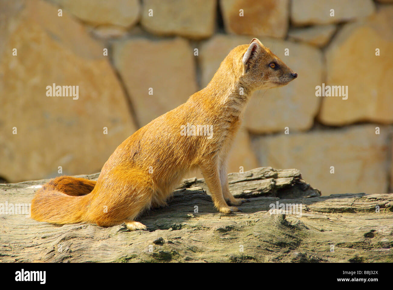 Fuchsmanguste Yellow Mongoose 03 Stock Photo