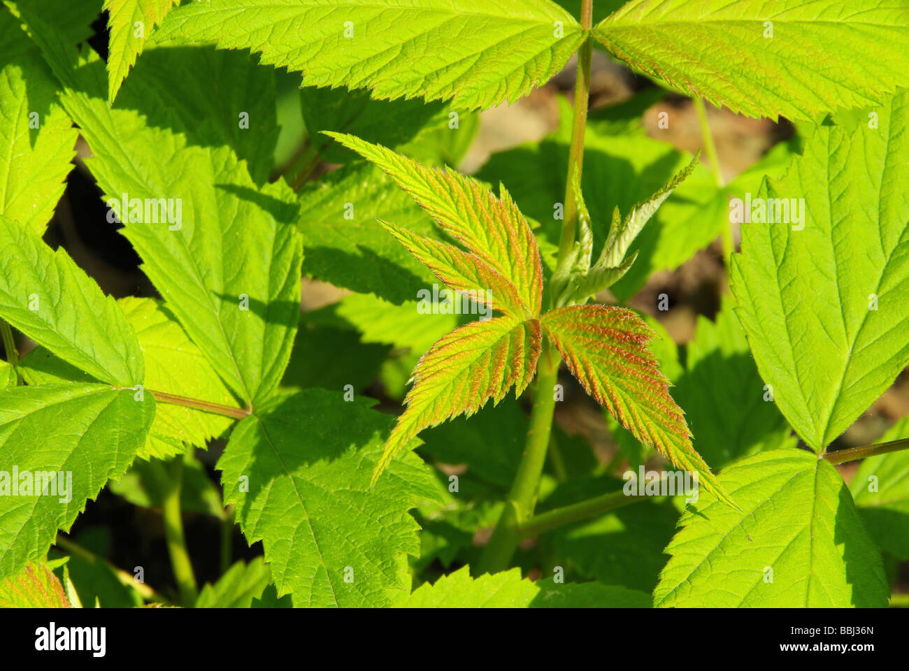 Himbeerblatt leaf from raspberry 01 Stock Photo