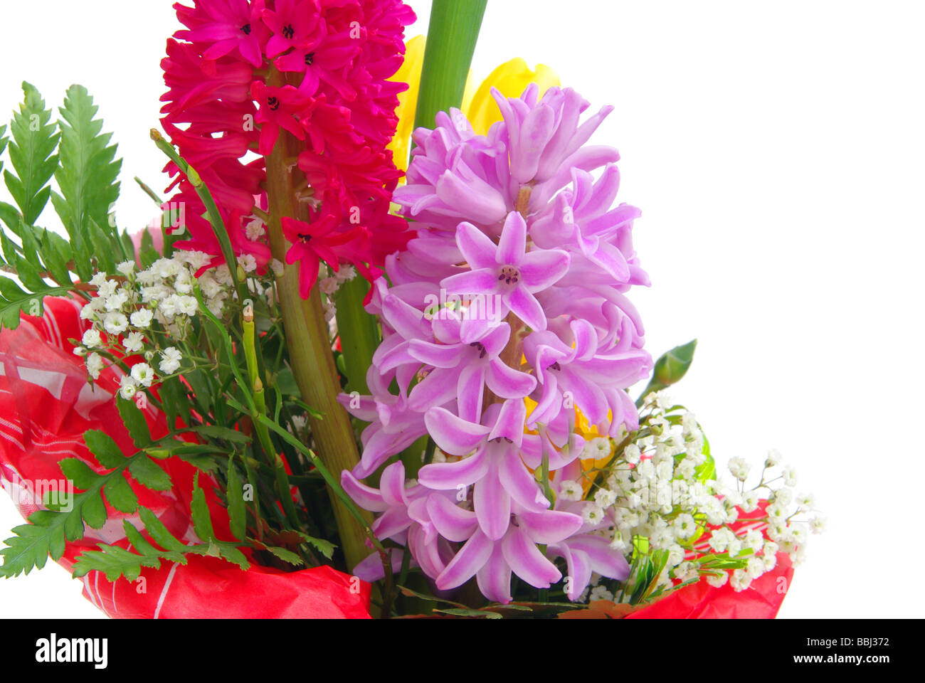 Hyazinthe hyacinth 01 Stock Photo