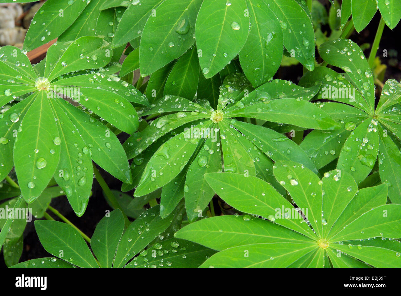 Lupine Blatt lupin leaf 03 Stock Photo