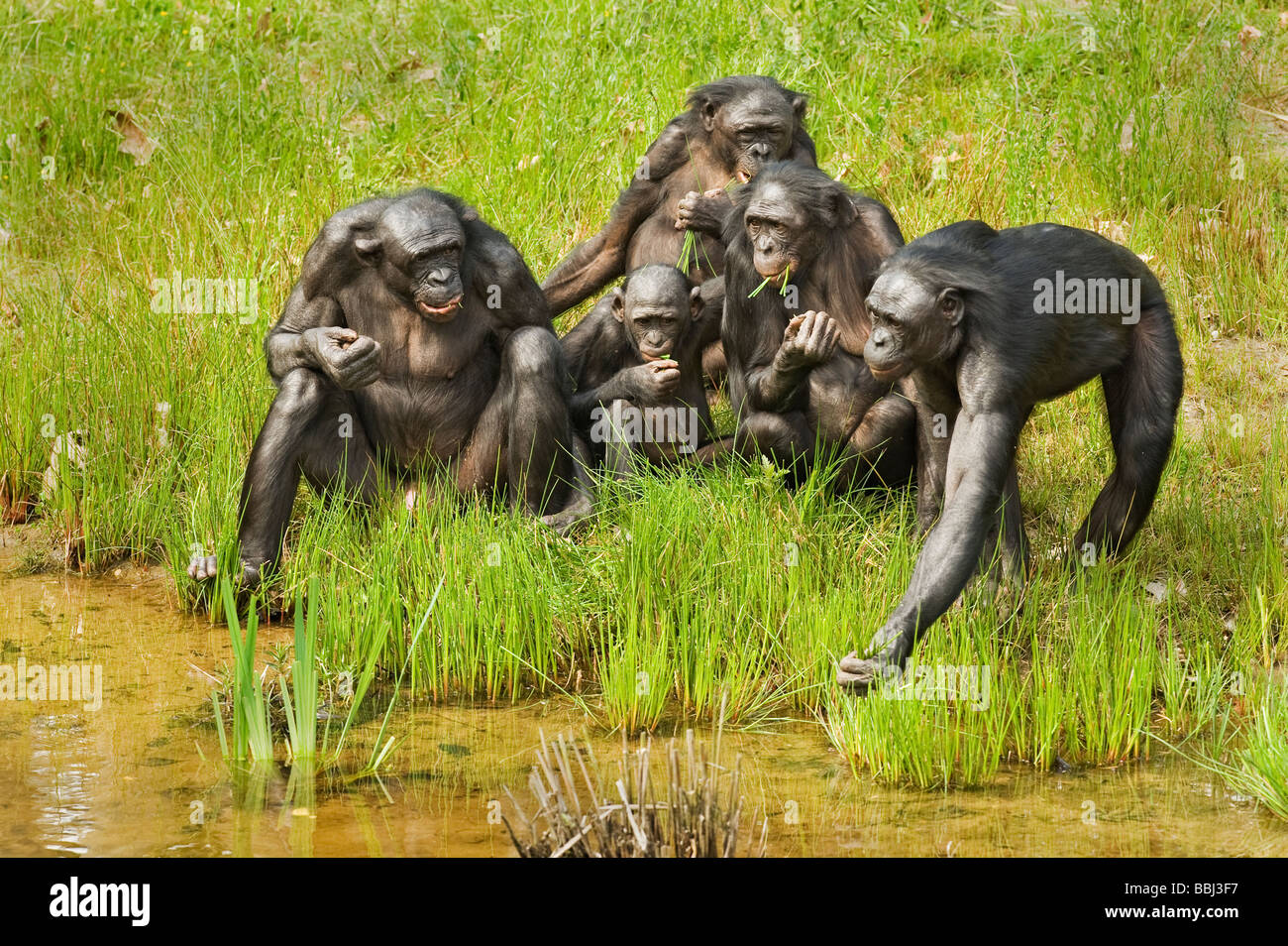 Bonobo Pan paniscus Stock Photo