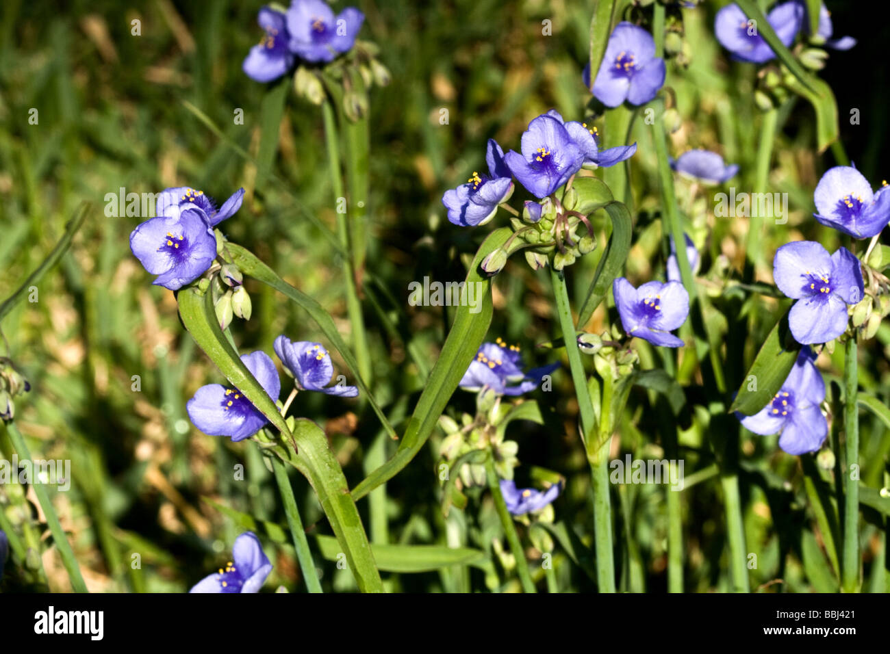Blue Spiderwort flowers, latin name Tradescantia virginiana on a sunny day in Florida Stock Photo