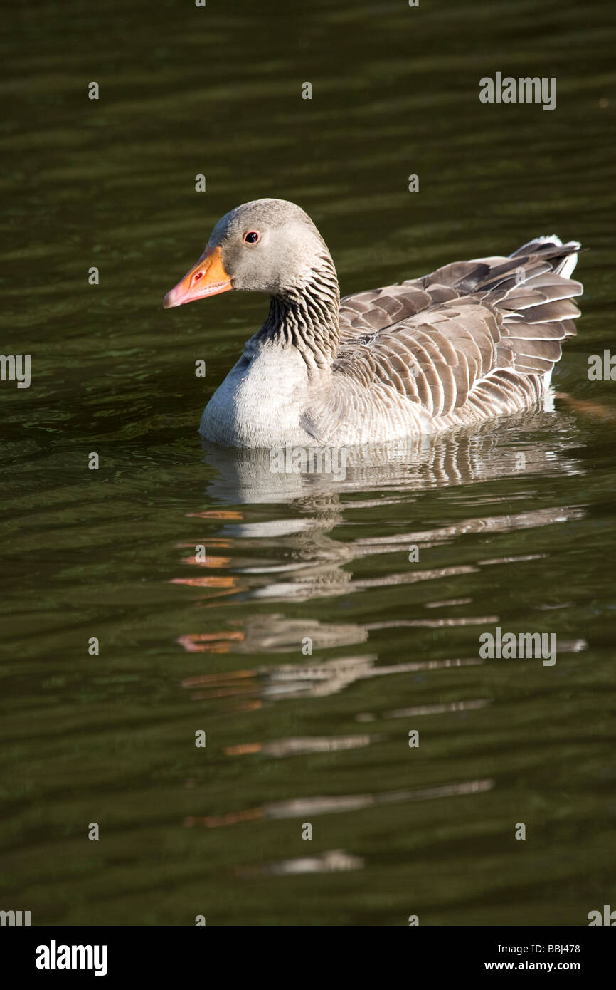 Greylag Grey Lag Goose Ariser anser (Anatidae) Stock Photo