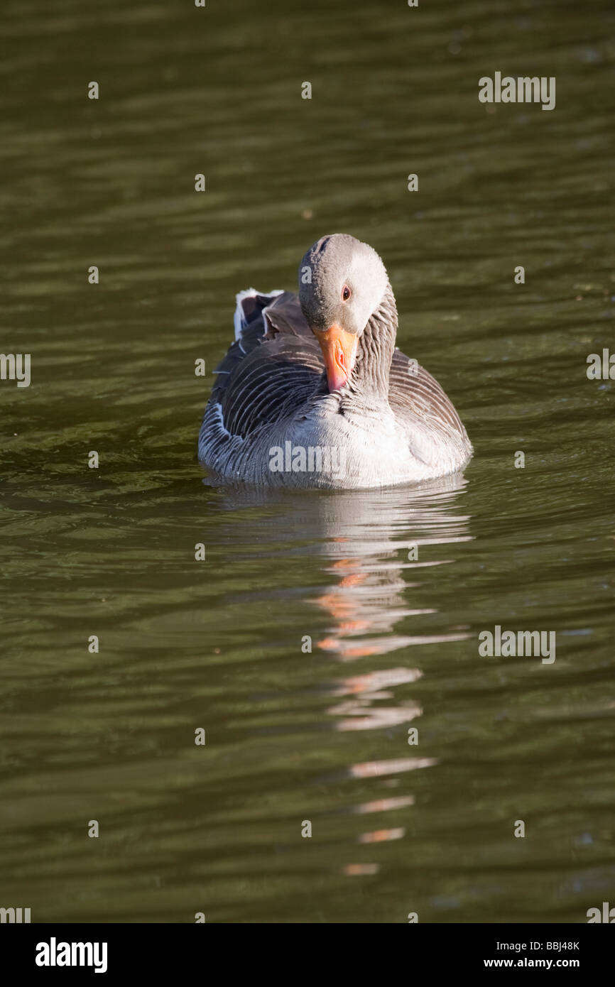 Greylag Grey Lag Goose Ariser anser (Anatidae) Stock Photo