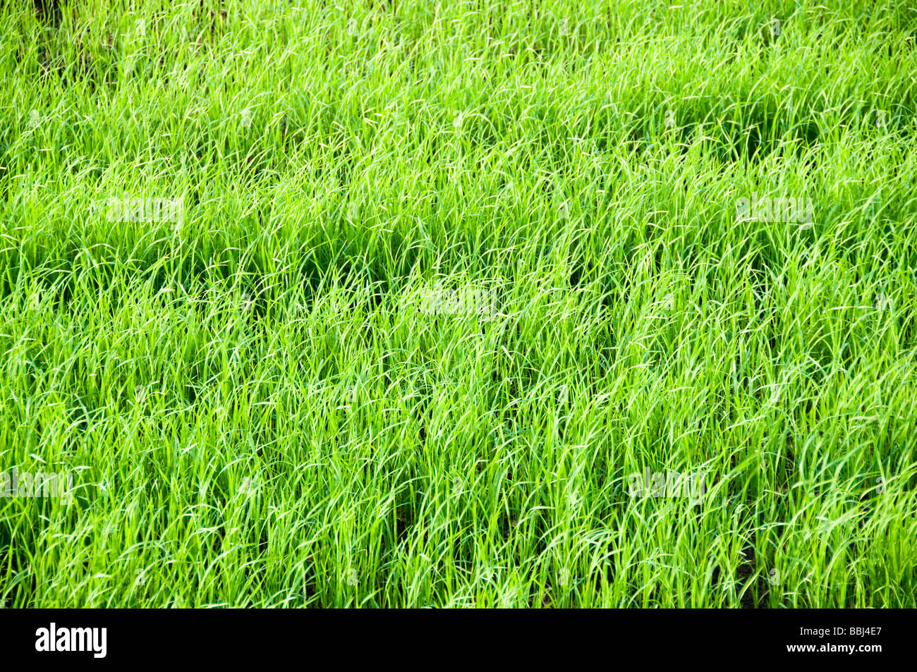 Green rice field Stock Photo