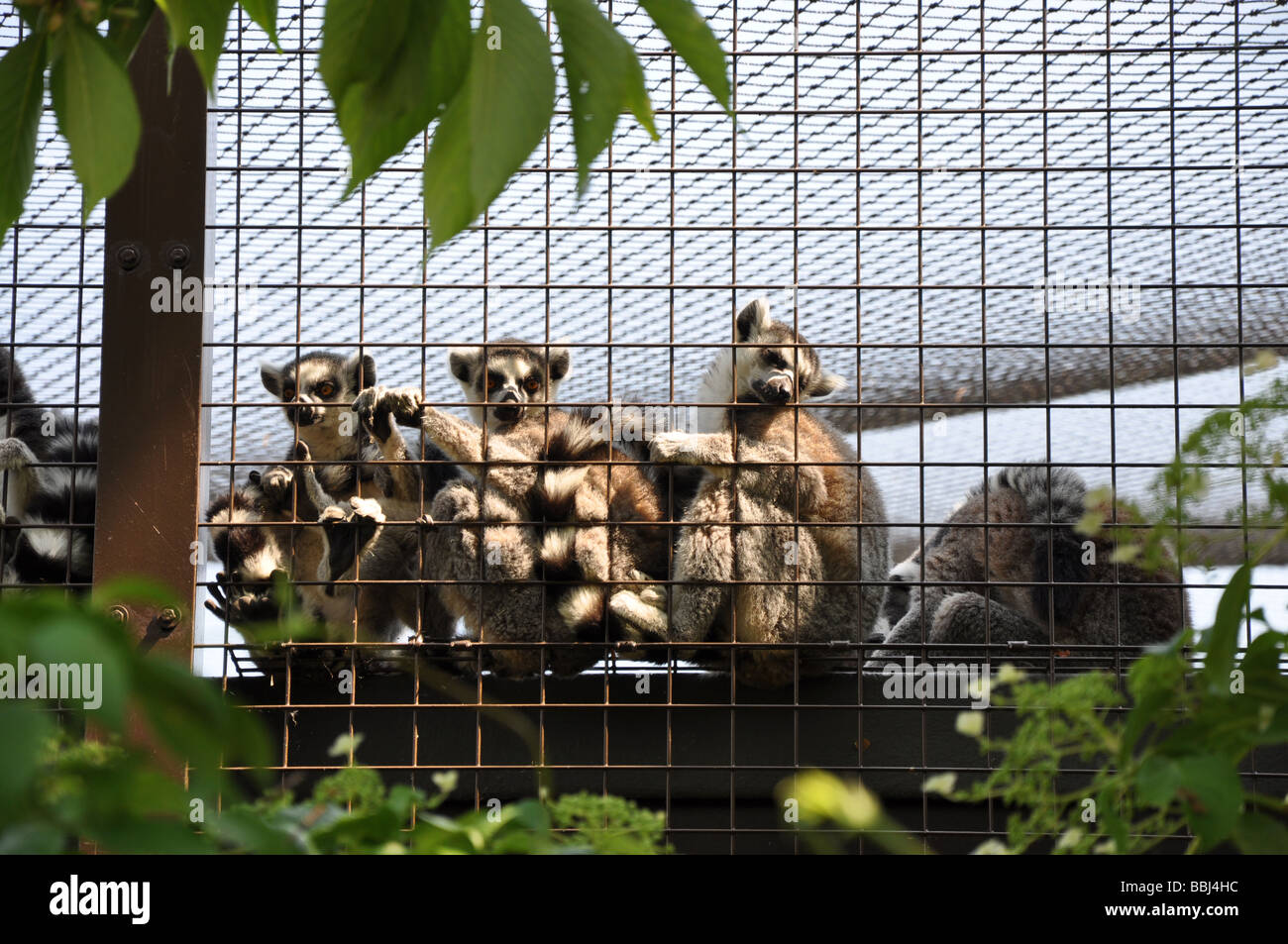 Madagascan ring tailed lemurs in cage Stock Photo