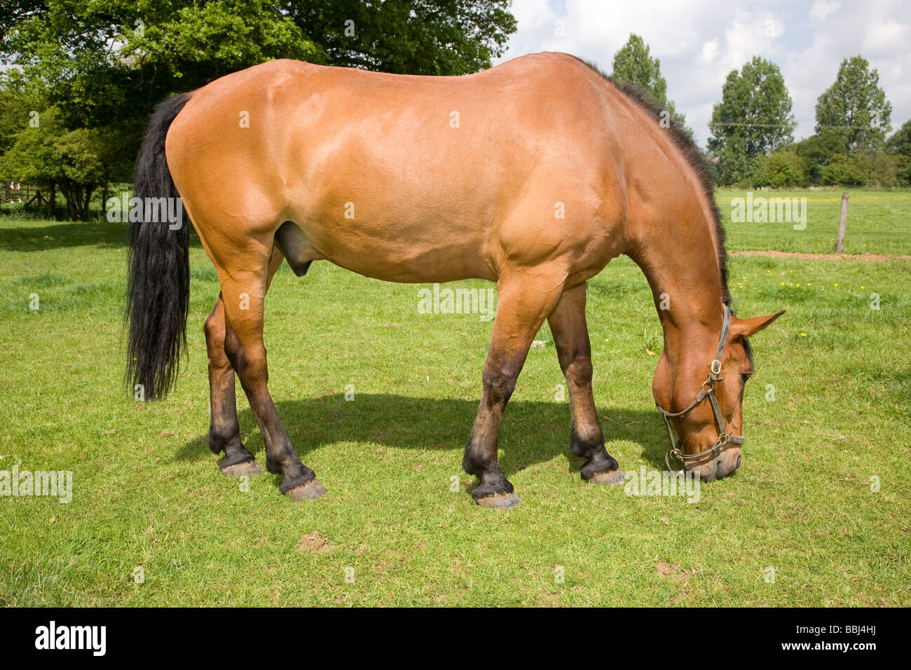 Andalusian Cross Warmblood Stallion Stock Photo