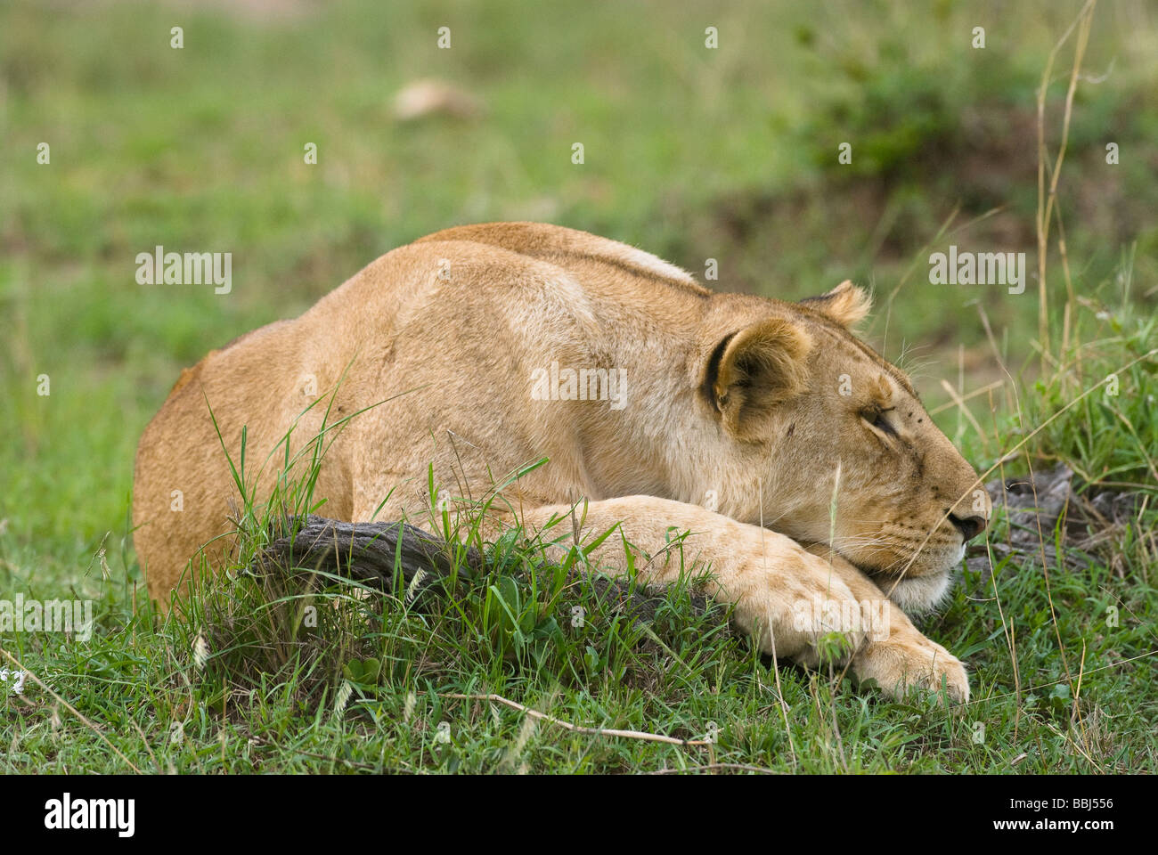 lion Panthera leo lioness Masai Mara KENYA East Africa Stock Photo - Alamy
