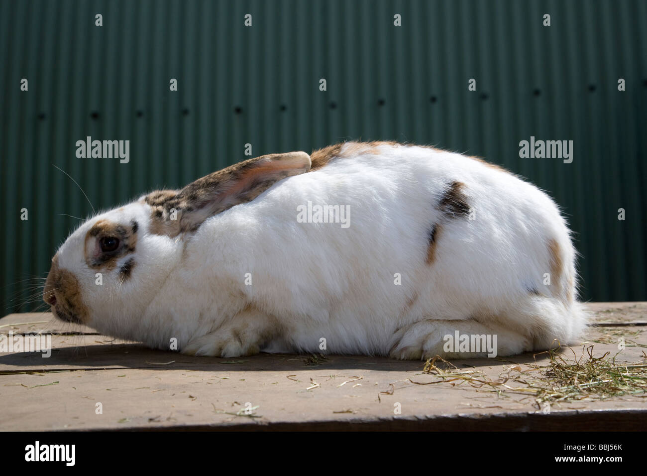 English Giant Rabbit Stock Photo Alamy