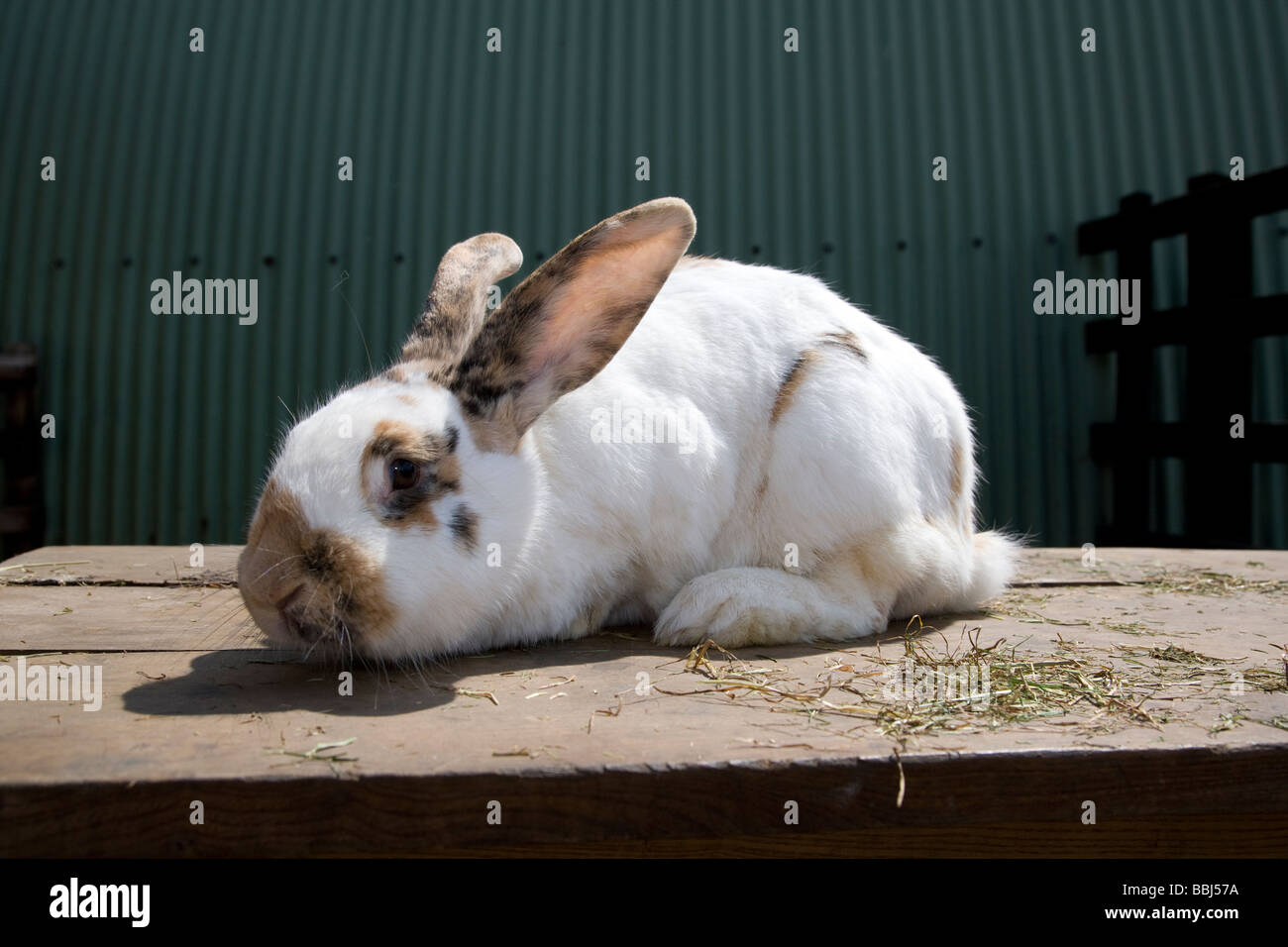 english giant rabbit