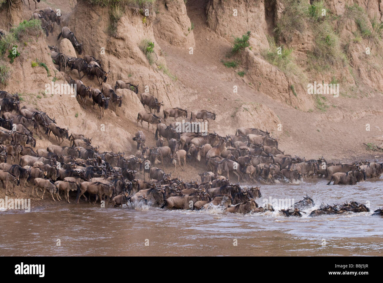 migration-of-the-blue-wildebeests-crossing-mara-river-connochaetes