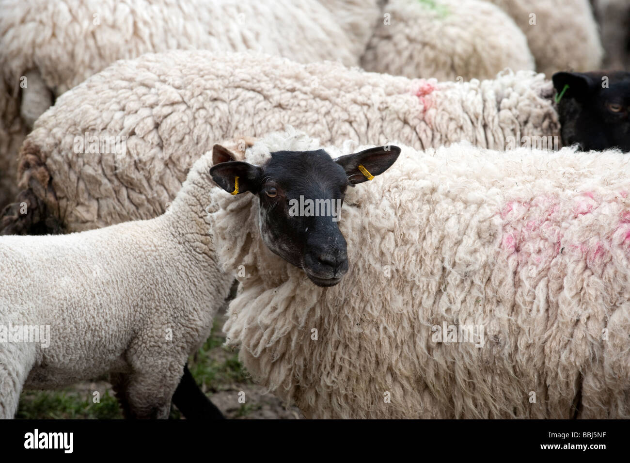 Lamb with other sheep in a pen Stock Photo - Alamy