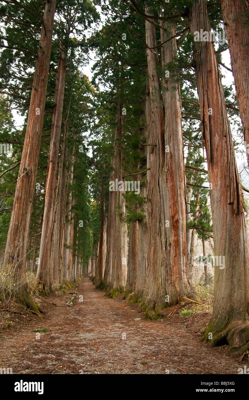 400 year old Japanese Redwoods leading to Okousha Shrine Togakushi, Japan Stock Photo
